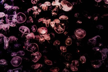 Ay Jölesi Balığı büyük akvaryum tankında vücudu temizler, izole edilmiş siyah arka planda suda yüzerken farklı açık renk etkileri olur..