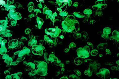 Ay Jölesi Balığı büyük akvaryum tankında vücudu temizler, izole edilmiş siyah arka planda suda yüzerken farklı açık renk etkileri olur..