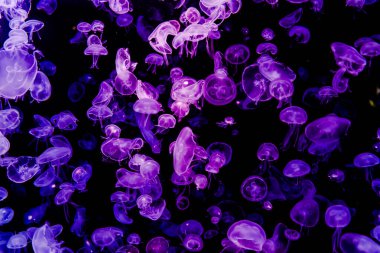 Ay Jölesi Balığı büyük akvaryum tankında vücudu temizler, izole edilmiş siyah arka planda suda yüzerken farklı açık renk etkileri olur..