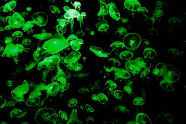 Ay Jölesi Balığı büyük akvaryum tankında vücudu temizler, izole edilmiş siyah arka planda suda yüzerken farklı açık renk etkileri olur..