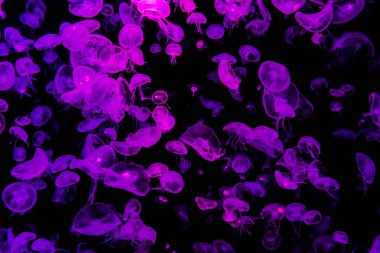 Ay Jölesi Balığı büyük akvaryum tankında vücudu temizler, izole edilmiş siyah arka planda suda yüzerken farklı açık renk etkileri olur..