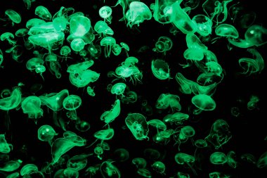 Ay Jölesi Balığı büyük akvaryum tankında vücudu temizler, izole edilmiş siyah arka planda suda yüzerken farklı açık renk etkileri olur..