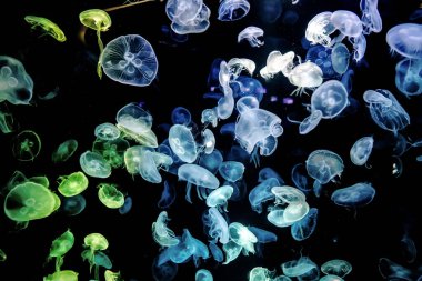 Ay Jölesi Balığı büyük akvaryum tankında vücudu temizler, izole edilmiş siyah arka planda suda yüzerken farklı açık renk etkileri olur..