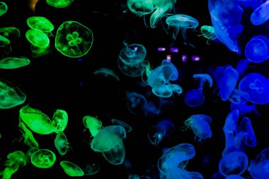 Ay Jölesi Balığı büyük akvaryum tankında vücudu temizler, izole edilmiş siyah arka planda suda yüzerken farklı açık renk etkileri olur..