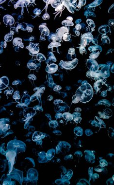 Ay Jölesi Balığı büyük akvaryum tankında vücudu temizler, izole edilmiş siyah arka planda suda yüzerken farklı açık renk etkileri olur..