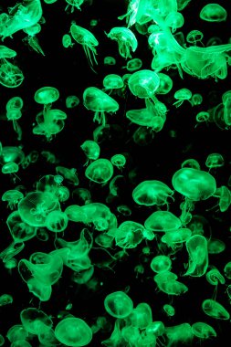 Ay Jölesi Balığı büyük akvaryum tankında vücudu temizler, izole edilmiş siyah arka planda suda yüzerken farklı açık renk etkileri olur..