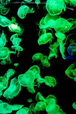 Ay Jölesi Balığı büyük akvaryum tankında vücudu temizler, izole edilmiş siyah arka planda suda yüzerken farklı açık renk etkileri olur..