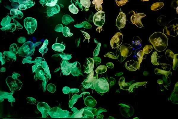 Ay Jölesi Balığı büyük akvaryum tankında vücudu temizler, izole edilmiş siyah arka planda suda yüzerken farklı açık renk etkileri olur..