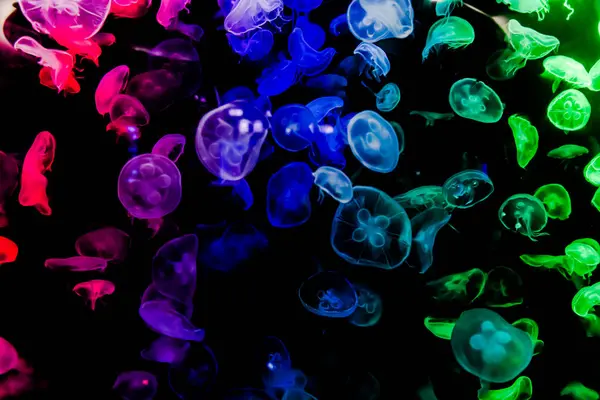 Ay Jölesi Balığı büyük akvaryum tankında vücudu temizler, izole edilmiş siyah arka planda suda yüzerken farklı açık renk etkileri olur..