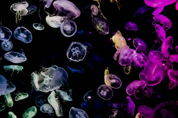 Ay Jölesi Balığı büyük akvaryum tankında vücudu temizler, izole edilmiş siyah arka planda suda yüzerken farklı açık renk etkileri olur..