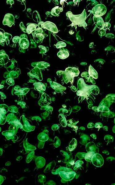 Ay Jölesi Balığı büyük akvaryum tankında vücudu temizler, izole edilmiş siyah arka planda suda yüzerken farklı açık renk etkileri olur..