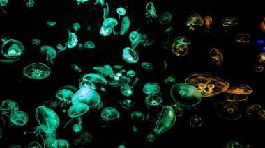 Ay Jölesi Balığı büyük akvaryum tankında vücudu temizler, izole edilmiş siyah arka planda suda yüzerken farklı açık renk etkileri olur..