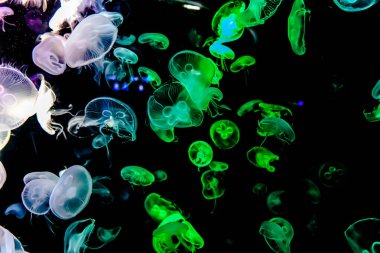 Ay Jölesi Balığı büyük akvaryum tankında vücudu temizler, izole edilmiş siyah arka planda suda yüzerken farklı açık renk etkileri olur..