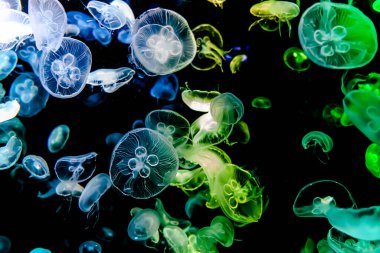 Ay Jölesi Balığı büyük akvaryum tankında vücudu temizler, izole edilmiş siyah arka planda suda yüzerken farklı açık renk etkileri olur..