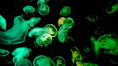 Ay Jölesi Balığı büyük akvaryum tankında vücudu temizler, izole edilmiş siyah arka planda suda yüzerken farklı açık renk etkileri olur..