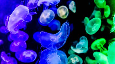 Ay Jölesi Balığı büyük akvaryum tankında vücudu temizler, izole edilmiş siyah arka planda suda yüzerken farklı açık renk etkileri olur..