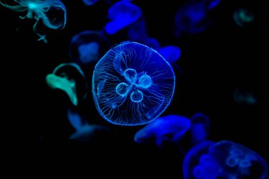 Ay Jölesi Balığı büyük akvaryum tankında vücudu temizler, izole edilmiş siyah arka planda suda yüzerken farklı açık renk etkileri olur..