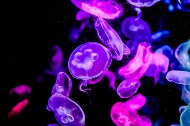 Ay Jölesi Balığı büyük akvaryum tankında vücudu temizler, izole edilmiş siyah arka planda suda yüzerken farklı açık renk etkileri olur..