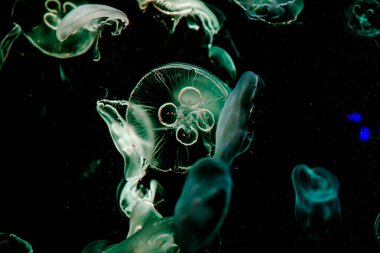 Ay Jölesi Balığı büyük akvaryum tankında vücudu temizler, izole edilmiş siyah arka planda suda yüzerken farklı açık renk etkileri olur..
