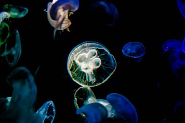 Ay Jölesi Balığı büyük akvaryum tankında vücudu temizler, izole edilmiş siyah arka planda suda yüzerken farklı açık renk etkileri olur..