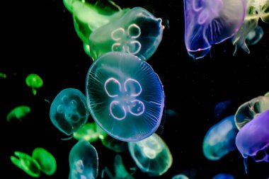 Ay Jölesi Balığı büyük akvaryum tankında vücudu temizler, izole edilmiş siyah arka planda suda yüzerken farklı açık renk etkileri olur..