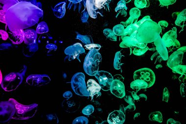 Ay Jölesi Balığı büyük akvaryum tankında vücudu temizler, izole edilmiş siyah arka planda suda yüzerken farklı açık renk etkileri olur..