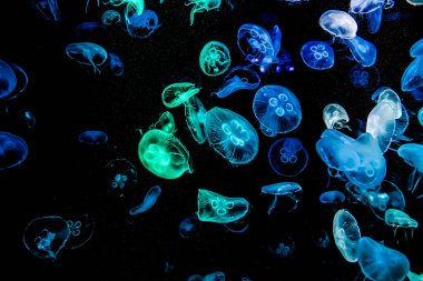 Ay Jölesi Balığı büyük akvaryum tankında vücudu temizler, izole edilmiş siyah arka planda suda yüzerken farklı açık renk etkileri olur..