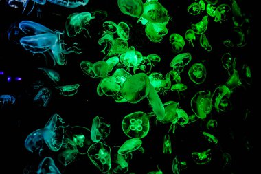 Ay Jölesi Balığı büyük akvaryum tankında vücudu temizler, izole edilmiş siyah arka planda suda yüzerken farklı açık renk etkileri olur..