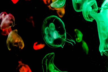 Ay Jölesi Balığı büyük akvaryum tankında vücudu temizler, izole edilmiş siyah arka planda suda yüzerken farklı açık renk etkileri olur..