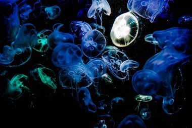 Ay Jölesi Balığı büyük akvaryum tankında vücudu temizler, izole edilmiş siyah arka planda suda yüzerken farklı açık renk etkileri olur..