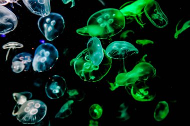 Ay Jölesi Balığı büyük akvaryum tankında vücudu temizler, izole edilmiş siyah arka planda suda yüzerken farklı açık renk etkileri olur..