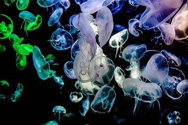 Ay Jölesi Balığı büyük akvaryum tankında vücudu temizler, izole edilmiş siyah arka planda suda yüzerken farklı açık renk etkileri olur..