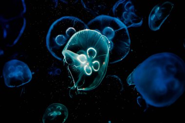 Ay Jölesi Balığı büyük akvaryum tankında vücudu temizler, izole edilmiş siyah arka planda suda yüzerken farklı açık renk etkileri olur..