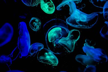 Ay Jölesi Balığı büyük akvaryum tankında vücudu temizler, izole edilmiş siyah arka planda suda yüzerken farklı açık renk etkileri olur..