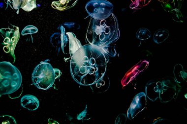 Ay Jölesi Balığı büyük akvaryum tankında vücudu temizler, izole edilmiş siyah arka planda suda yüzerken farklı açık renk etkileri olur..