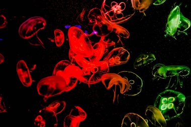 Ay Jölesi Balığı büyük akvaryum tankında vücudu temizler, izole edilmiş siyah arka planda suda yüzerken farklı açık renk etkileri olur..