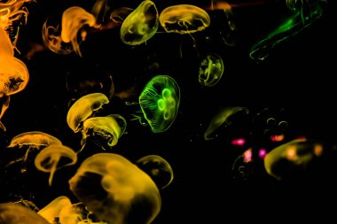 Ay Jölesi Balığı büyük akvaryum tankında vücudu temizler, izole edilmiş siyah arka planda suda yüzerken farklı açık renk etkileri olur..