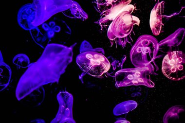 Ay Jölesi Balığı büyük akvaryum tankında vücudu temizler, izole edilmiş siyah arka planda suda yüzerken farklı açık renk etkileri olur..