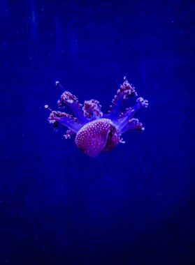 Ay Jölesi Balığı büyük akvaryum tankında vücudu temizler, izole edilmiş siyah arka planda suda yüzerken farklı açık renk etkileri olur..