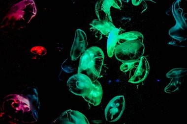 Ay Jölesi Balığı büyük akvaryum tankında vücudu temizler, izole edilmiş siyah arka planda suda yüzerken farklı açık renk etkileri olur..