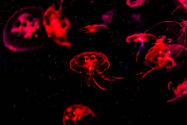 Ay Jölesi Balığı büyük akvaryum tankında vücudu temizler, izole edilmiş siyah arka planda suda yüzerken farklı açık renk etkileri olur..