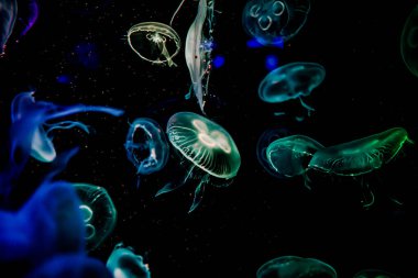 Ay Jölesi Balığı büyük akvaryum tankında vücudu temizler, izole edilmiş siyah arka planda suda yüzerken farklı açık renk etkileri olur..