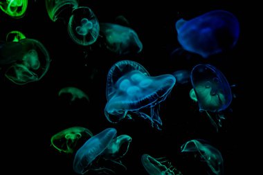 Ay Jölesi Balığı büyük akvaryum tankında vücudu temizler, izole edilmiş siyah arka planda suda yüzerken farklı açık renk etkileri olur..