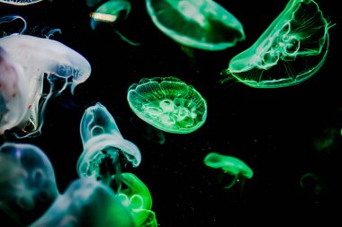 Ay Jölesi Balığı büyük akvaryum tankında vücudu temizler, izole edilmiş siyah arka planda suda yüzerken farklı açık renk etkileri olur..