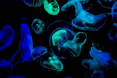 Ay Jölesi Balığı büyük akvaryum tankında vücudu temizler, izole edilmiş siyah arka planda suda yüzerken farklı açık renk etkileri olur..