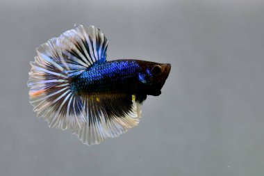 Tayland 'dan gelen uzun kuyruklu Beta balığı erkek. Gri arka planda izole edilmiş Siyam dövüşçü balığı.