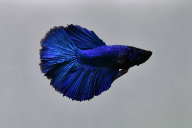 Tayland 'dan gelen uzun kuyruklu Beta balığı erkek. Gri arka planda izole edilmiş Siyam dövüşçü balığı.