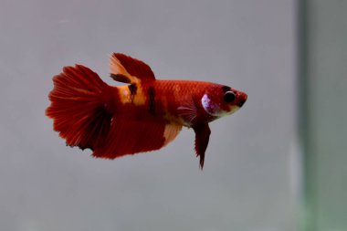 Beta balığı dişi Fancy Nemo Halfmoon Tayland 'dan uzun kuyruklar, Gri Arkaplan' da izole edilmiş Siyam dövüş balığı