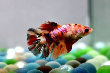 Beta balığı dişi Fancy Nemo Halfmoon Tayland 'dan uzun kuyruklar, Gri Arkaplan' da izole edilmiş Siyam dövüş balığı