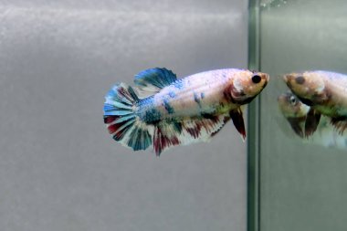 Beta balığı dişi. Süslü Mavi Mermer. Tayland 'dan uzun kuyruklu.